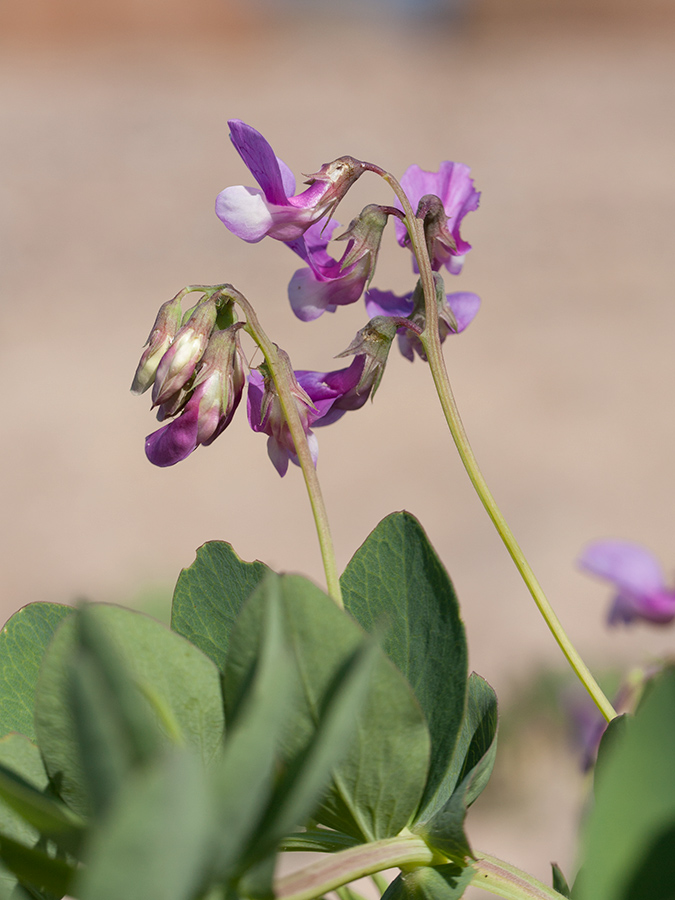 Изображение особи Lathyrus japonicus ssp. maritimus.