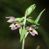 Epipactis helleborine