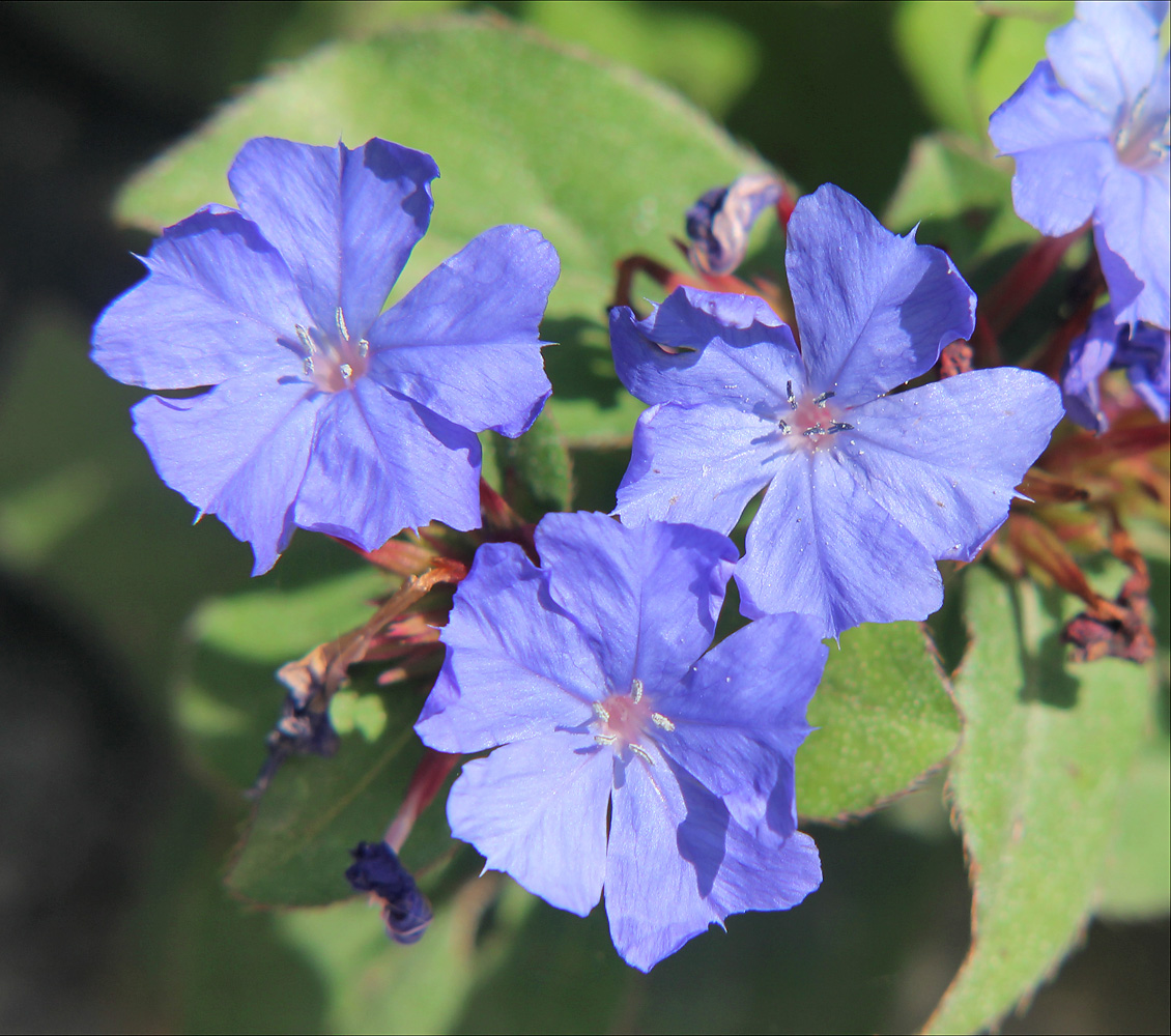 Изображение особи Ceratostigma willmottianum.