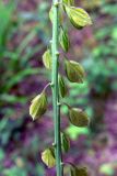 Polygala wolfgangiana