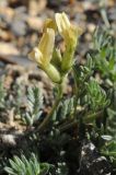 Oxytropis recognita