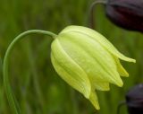 Fritillaria meleagroides