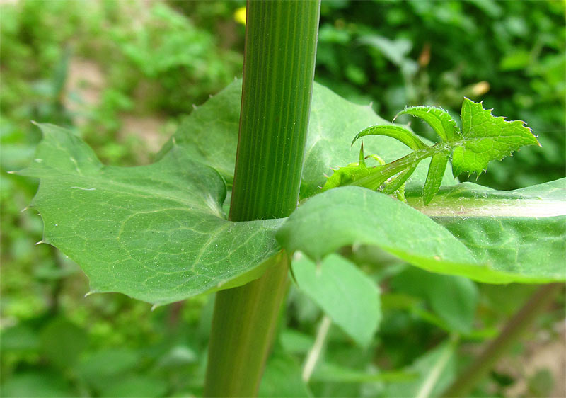 Изображение особи Sonchus oleraceus.