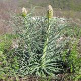 Asphodeline lutea