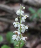 Pyrola rotundifolia. Соцветие. Вологодская обл., Шекснинский р-н. 15.06.2014.