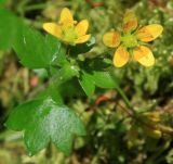 Saxifraga cymbalaria. Верхушка цветущего растения (размер цветка 3-4 мм). Адыгея, Лагонаки, каньон Глубокой балки, 1470 м н.у.м., мокрые мшистые скальные стенки. 12.07.2014.