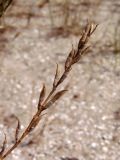 Astragalus varius