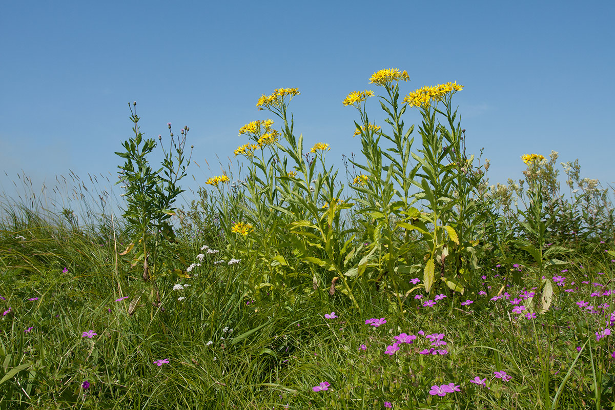 Изображение особи Senecio paludosus.