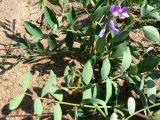 Lathyrus japonicus ssp. maritimus