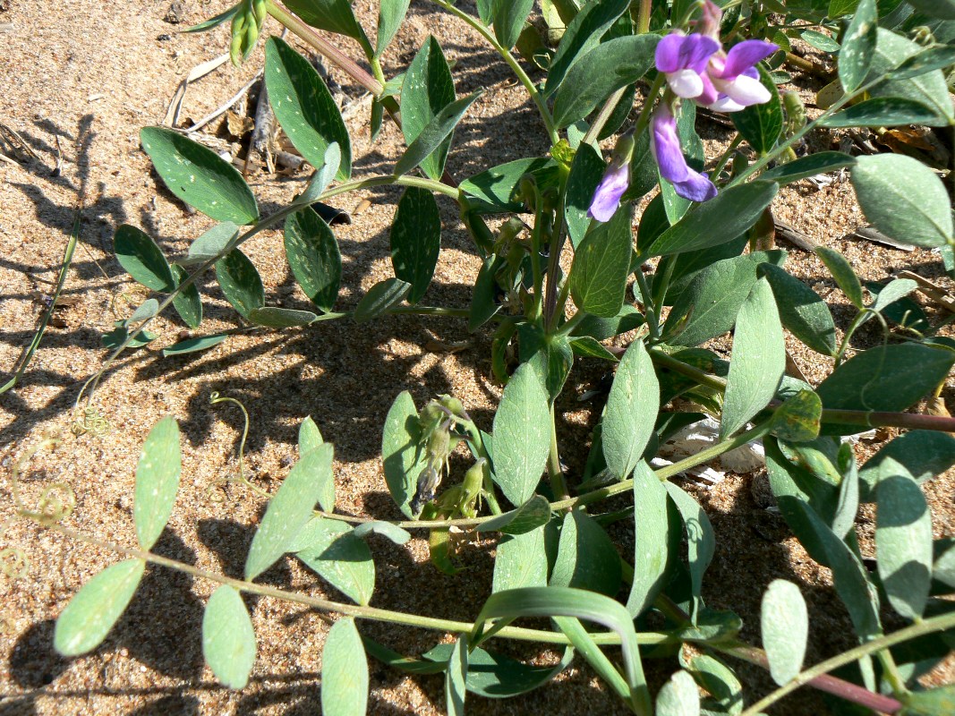 Изображение особи Lathyrus japonicus ssp. maritimus.