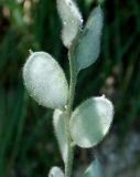 Fibigia eriocarpa