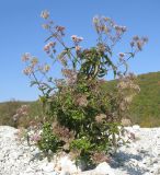 Eupatorium cannabinum