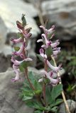 Corydalis ledebouriana