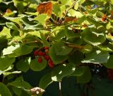 Schisandra chinensis