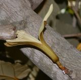 Pterospermum acerifolium. Цветок на скелетной ветви. Израиль, Шарон, пос. Кфар Шмариягу, в культуре в озеленении. 31.05.2015.