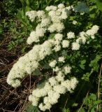 Spiraea media