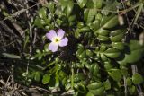 Malcolmia flexuosa