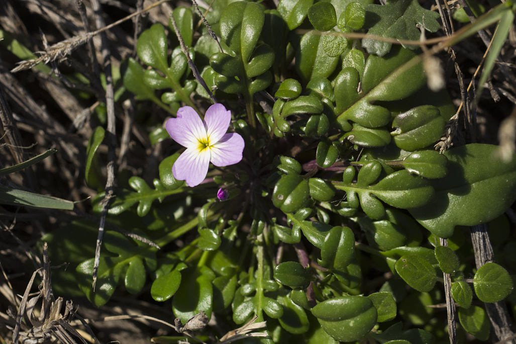 Изображение особи Malcolmia flexuosa.