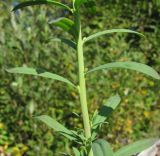 Linaria vulgaris