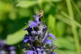 Ajuga genevensis