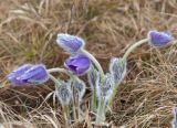 Pulsatilla taurica