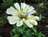 Zinnia elegans