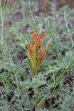 Ferula caspica