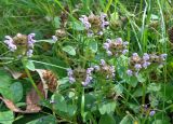 Prunella vulgaris. Цветущие растения. Беларусь, Гомельский дворцово-парковый комплекс. 07.08.2016.