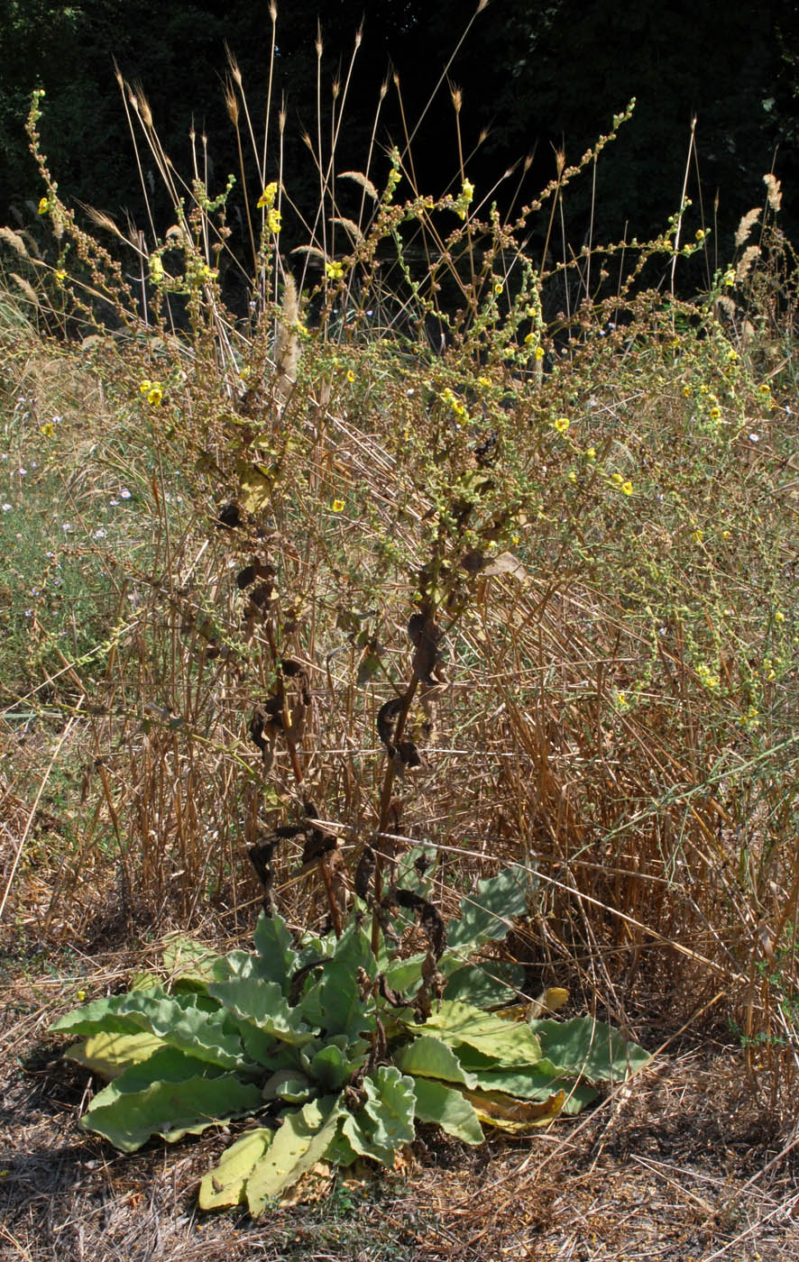 Изображение особи Verbascum sinuatum.