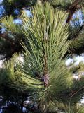 Pinus nigra