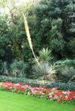Dasylirion wheeleri. Цветущее растение. Крым, Южный берег, Никитский ботанический сад, 14.06.2009.