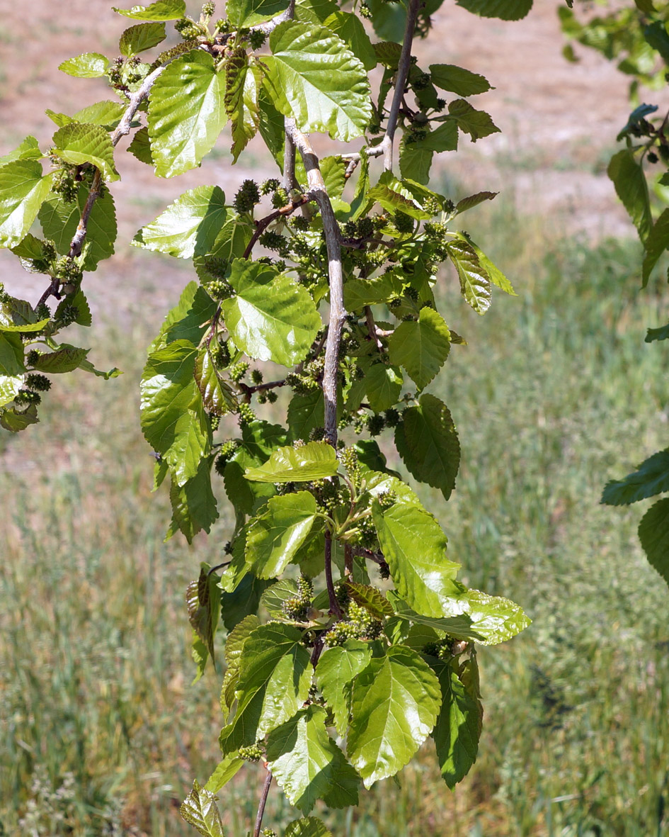 Изображение особи Morus alba.