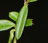 Hedyotis pterita