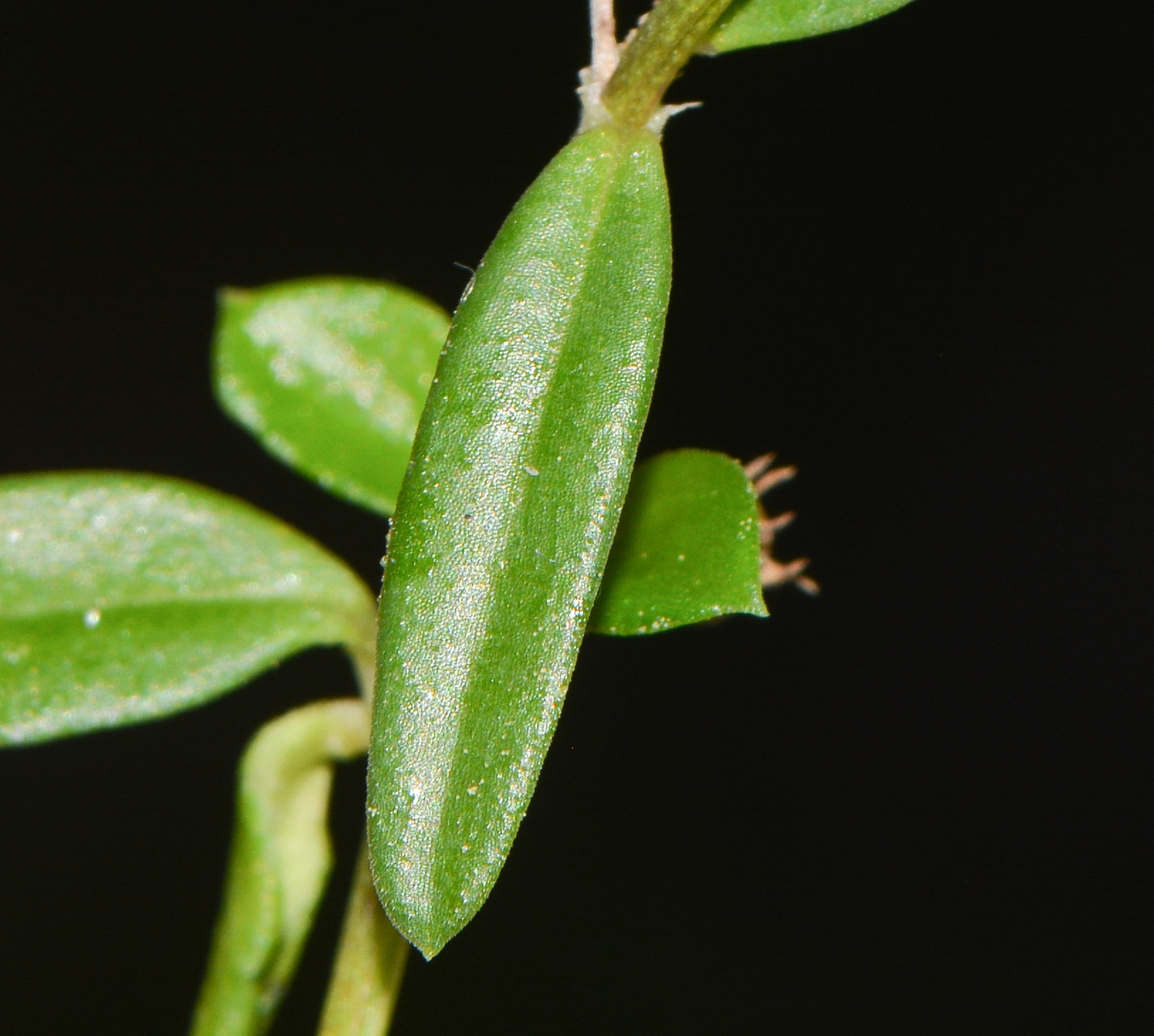 Изображение особи Hedyotis pterita.