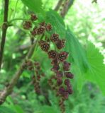 Ribes biebersteinii