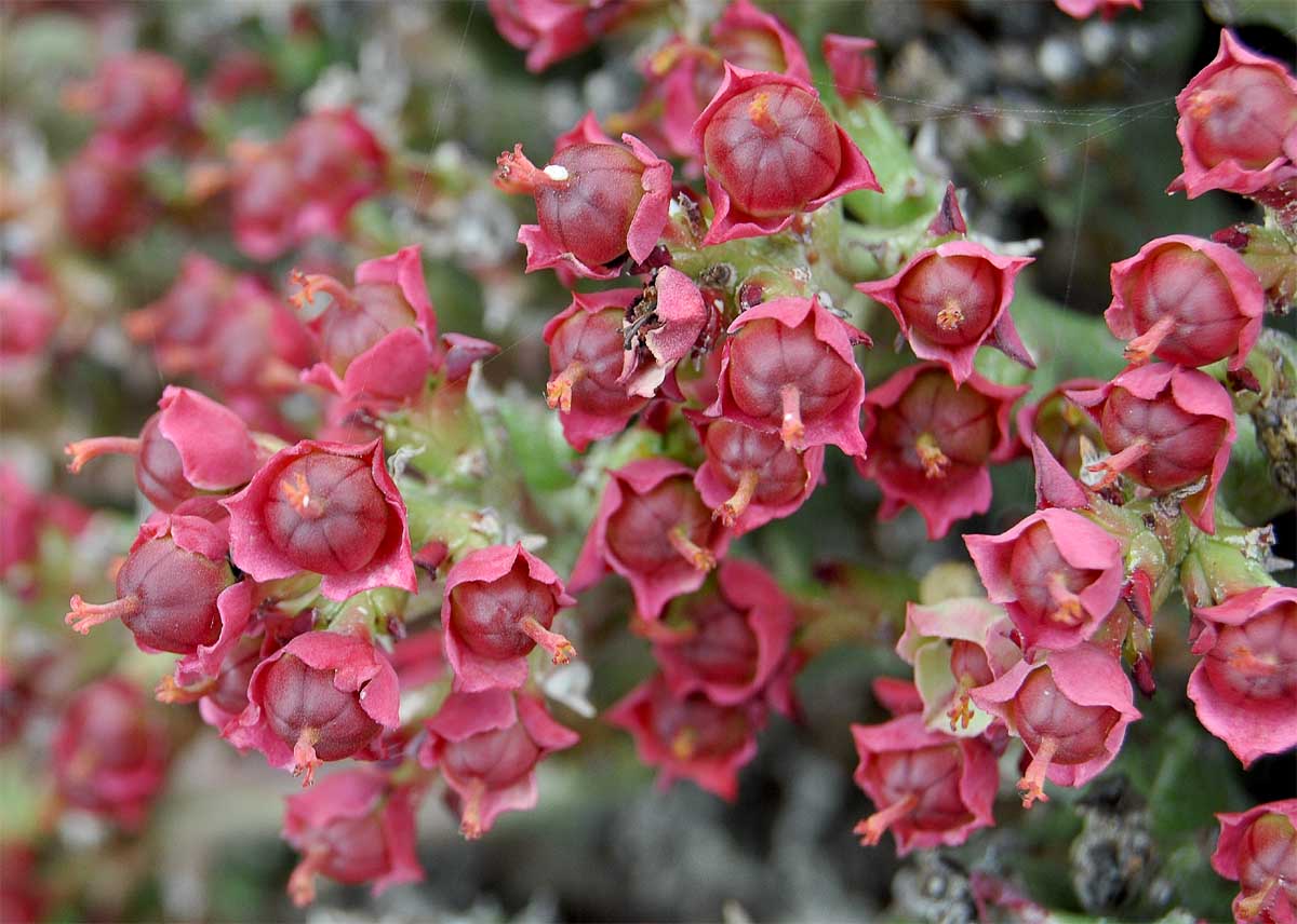Изображение особи Euphorbia hamata.
