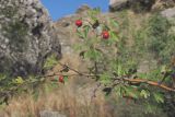 Crataegus pseudoheterophylla. Ветвь с плодами. ЮВ Крым, окр. пос. Курортное, возле Лисьей бухты. 27.09.2017.