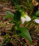 Viola pumila