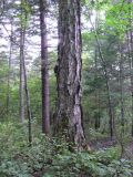 Betula costata