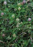 Astragalus resupinatus. Побеги цветущего растения в сообществе с Trifolium ambiguum и злаками. Карачаево-Черкесия, г. Теберда, у дороги вдоль пастбища. 14.07.2017.