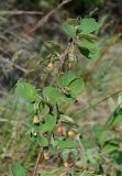 Cotoneaster melanocarpus. Ветка с цветками. Якутия, ГО г. Якутск, окр с. Ст. Табага, подножье сопки. 14.06.2016.