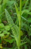 Dactylorhiza baltica