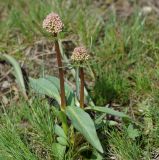 Valeriana tuberosa. Бутонизирующие растения. Восточный Казахстан, г. Усть-Каменогорск, восточные окр., Лесхоз, нижняя часть склона сопки. 30.04.2018.