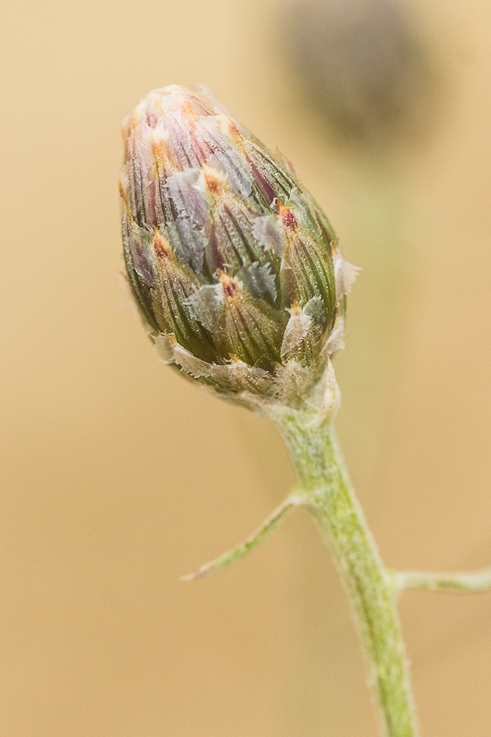 Изображение особи Centaurea borysthenica.