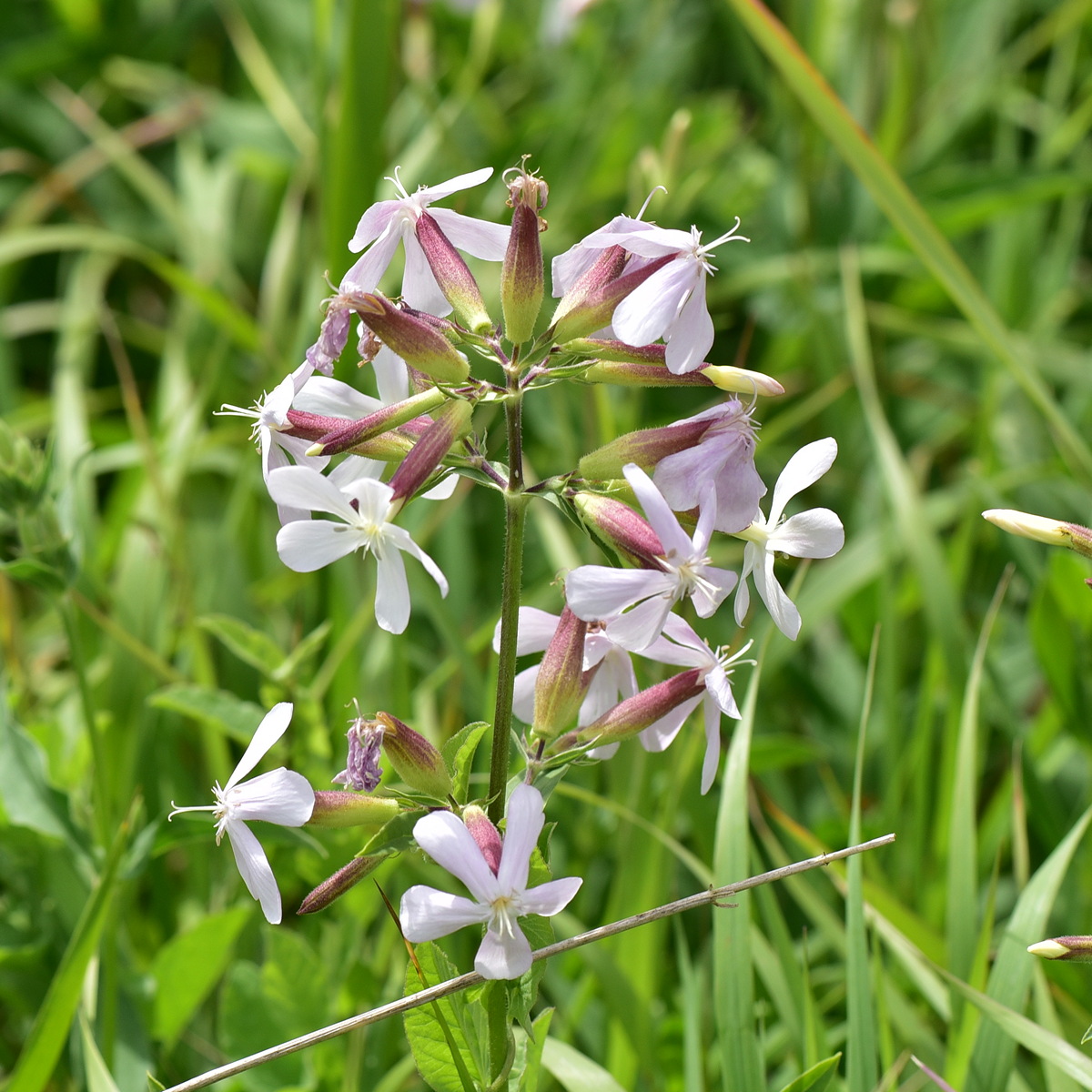 Изображение особи Saponaria officinalis.