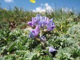 Oxytropis platysema. Цветущее растение. Кыргызстан, Чуйская обл., Панфиловский р-н, вост. часть Таласского Алатау, пер. Алабель, 3175 м н.у.м., альпийская зона. 20 июля 2018 г.