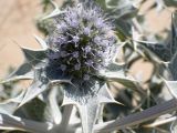 Eryngium maritimum