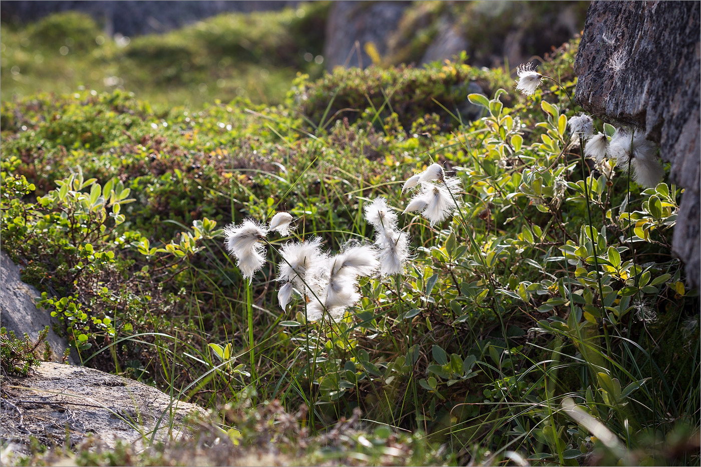 Изображение особи Eriophorum angustifolium.