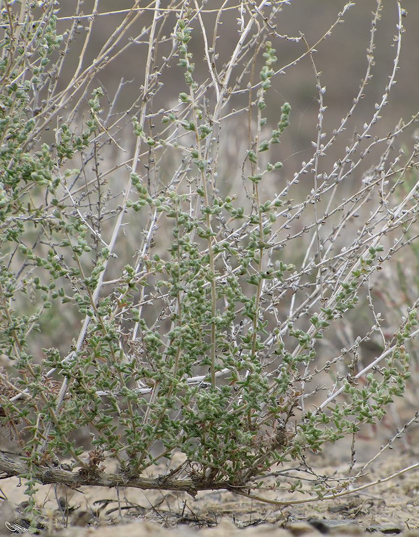 Изображение особи Salsola orientalis.