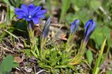 Gentiana dshimilensis. Цветущее растение. Краснодарский край, Мостовский р-н, окр. пос. Кировский, западный край хр. Малый Бамбак (в р-не горы Шапка), 1670 м н.у.м., субальпийский луг. 21.05.2019.